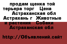 продам щенка той-терьера.торг › Цена ­ 2 000 - Астраханская обл., Астрахань г. Животные и растения » Собаки   . Астраханская обл.